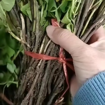 何首乌苗中药材苗
