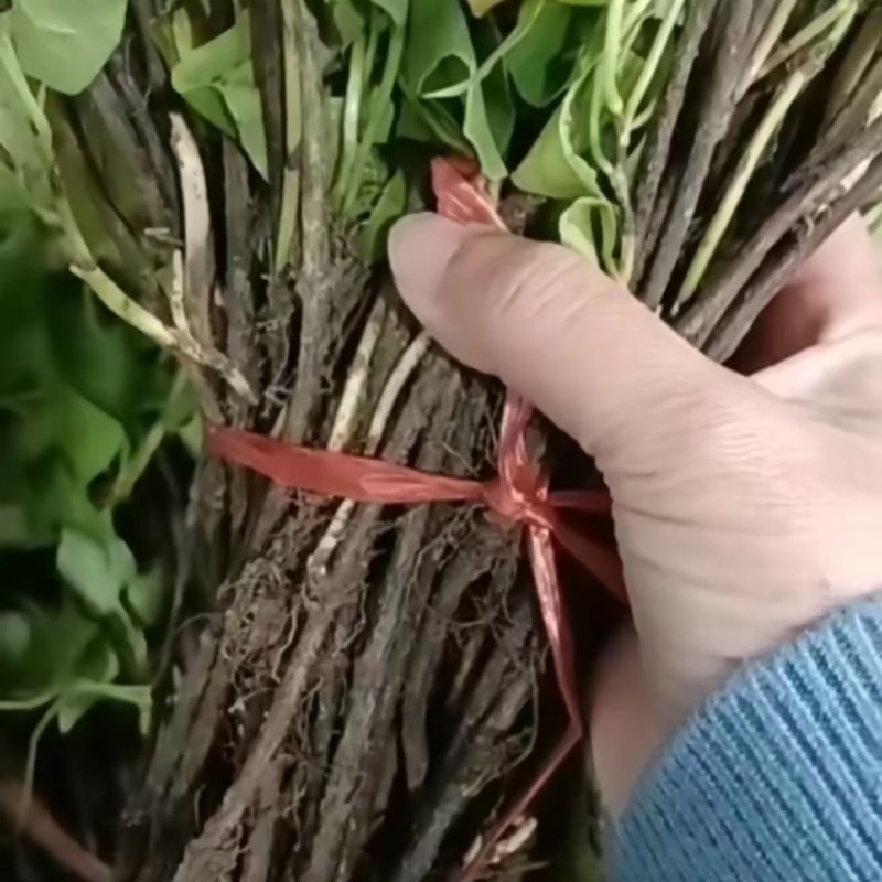 何首乌苗中药材苗