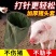 猪头套加厚套猪头猪打针头套套猪袋套猪嘴神器逮猪赶猪