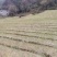 贵州红根蒜苗产地直供品质保证诚信经营对接全国可视频看货