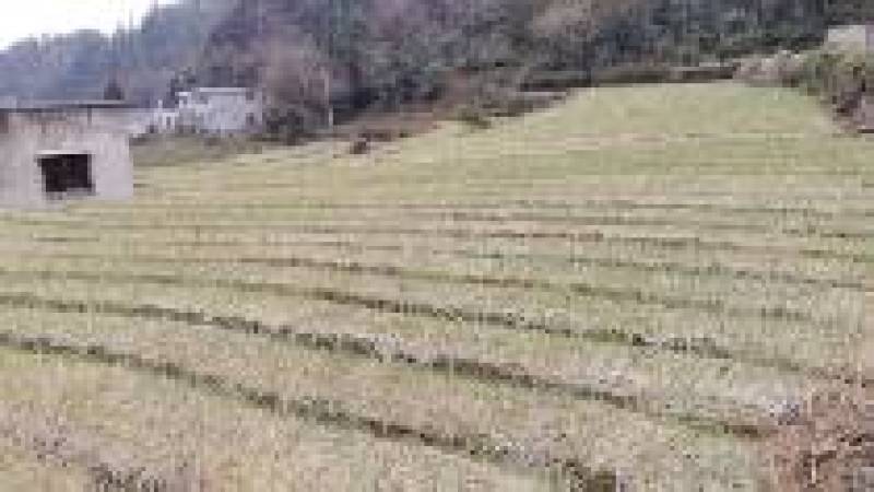 贵州红根蒜苗产地直供品质保证诚信经营对接全国可视频看货