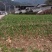 贵州红根蒜苗产地直供品质保证诚信经营对接全国可视频看货