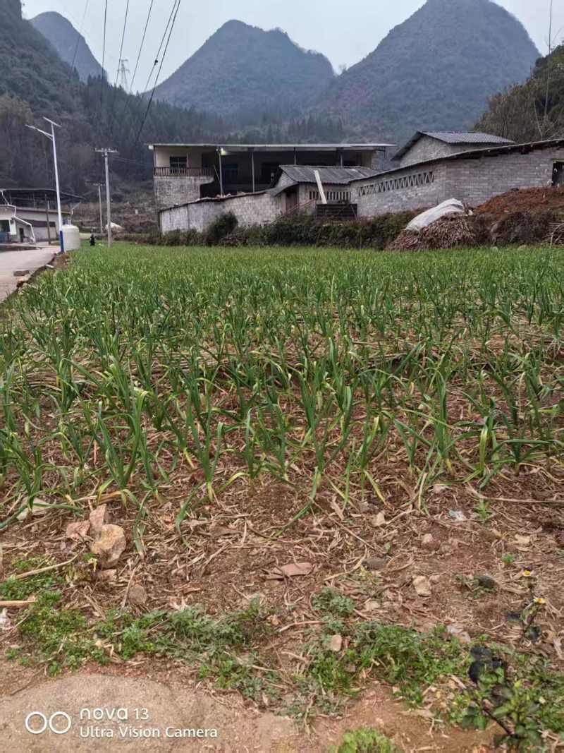 贵州红根蒜苗产地直供品质保证诚信经营对接全国可视频看货