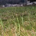 贵州红根蒜苗产地直供品质保证诚信经营对接全国可视频看货