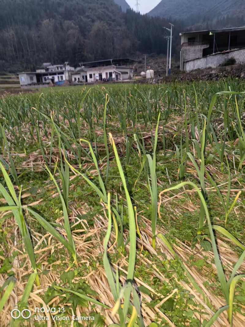 贵州红根蒜苗产地直供品质保证诚信经营对接全国可视频看货