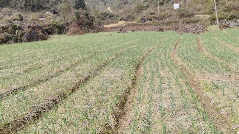 贵州红根蒜苗产地直供品质保证诚信经营对接全国可视频看货