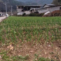 贵州红根蒜苗产地直供品质保证诚信经营对接全国可视频看货