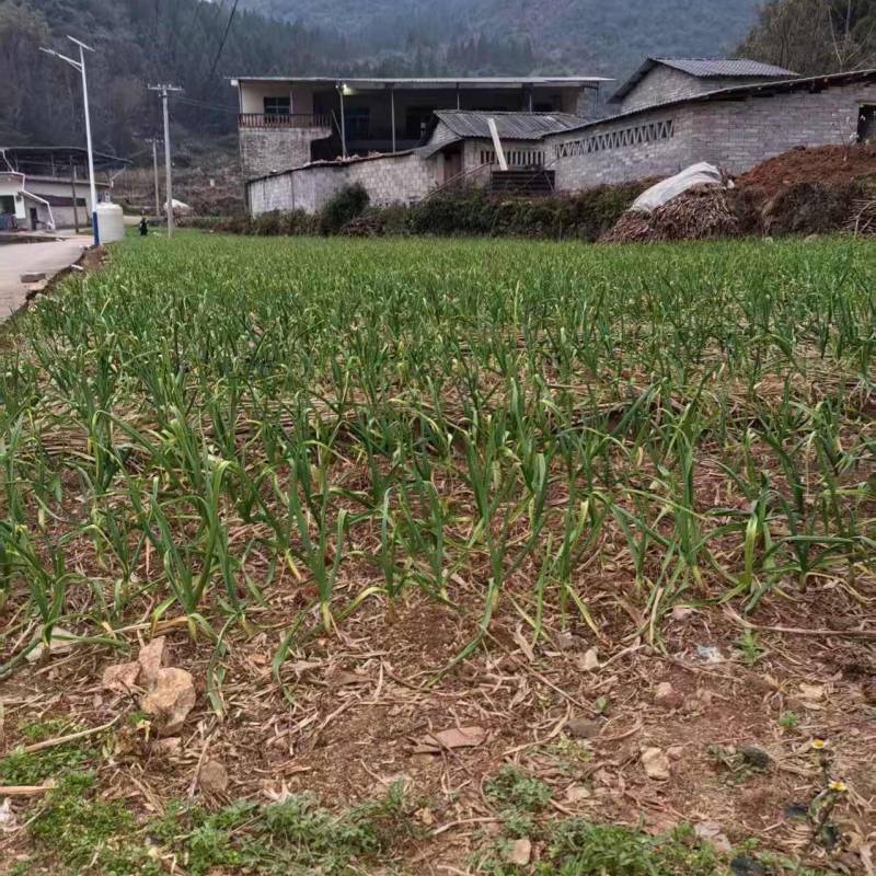 贵州红根蒜苗产地直供品质保证诚信经营对接全国可视频看货