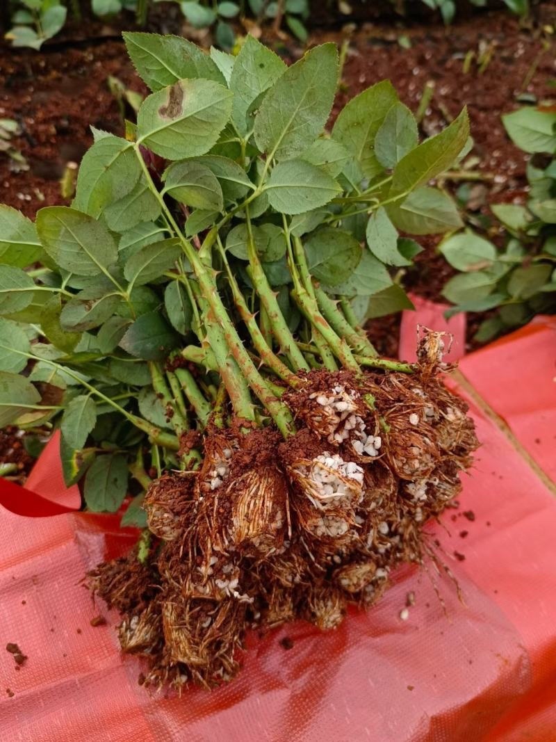 玫瑰花苗平阴玫瑰苗墨红玫瑰苗大马士革玫瑰