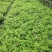 玫瑰花苗平阴玫瑰苗墨红玫瑰苗大马士革玫瑰
