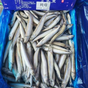 多春鱼