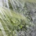 湖北毛白菜泡泡青