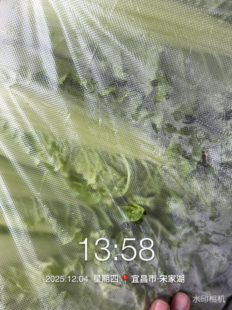 湖北毛白菜泡泡青