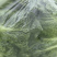 湖北毛白菜泡泡青