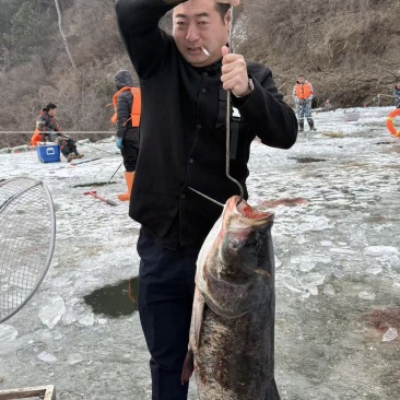 水库大头鱼，鲢鳙鱼