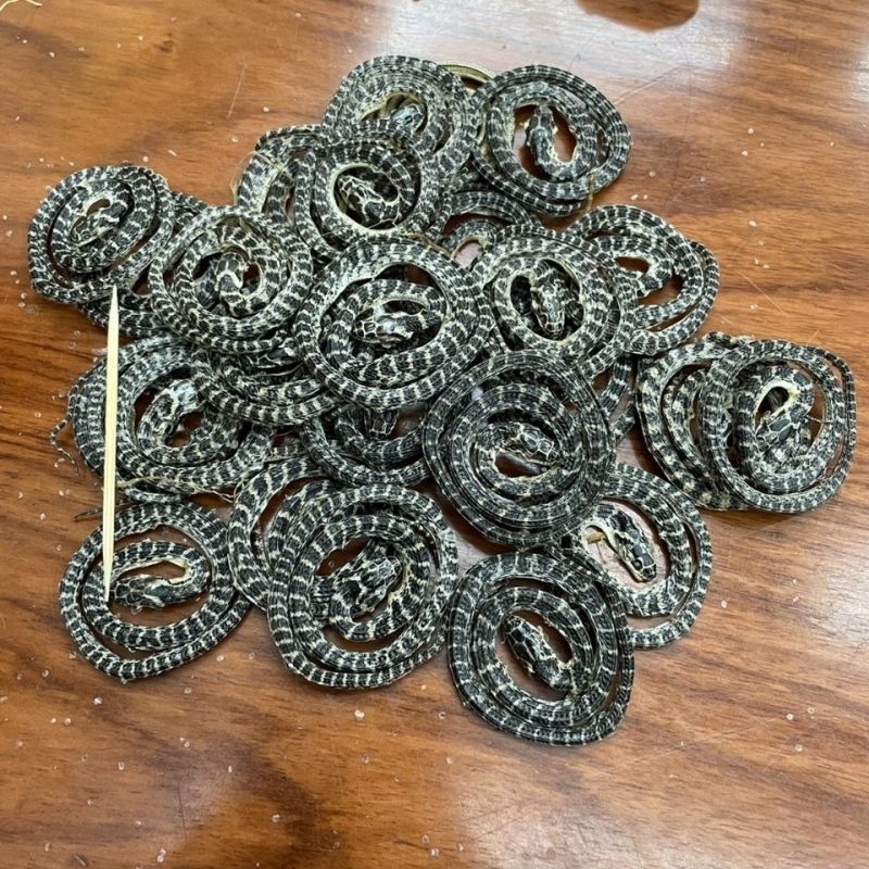 白花蛇中药材金钱白花蛇正品金钱百小花蛇干中药材