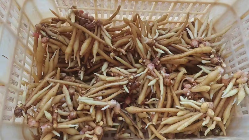 精品甲猜，产地直发价格实惠