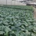 各种蔬菜瓜果苗，类目齐全，全国接单