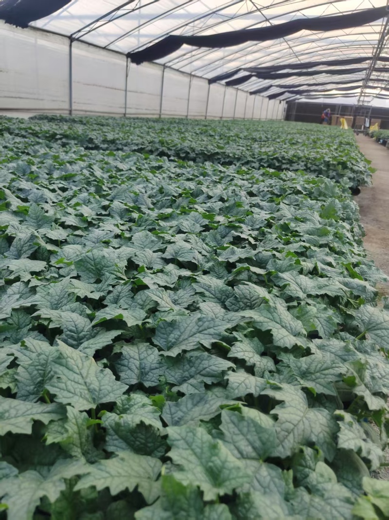 各种蔬菜瓜果苗，类目齐全，全国接单