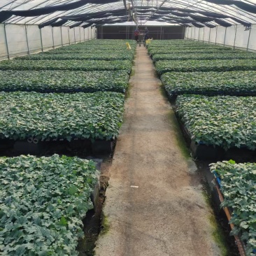 各种蔬菜瓜果苗，类目齐全，全国接单