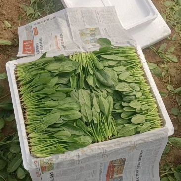 精品菠菜