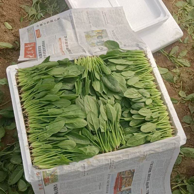 精品菠菜