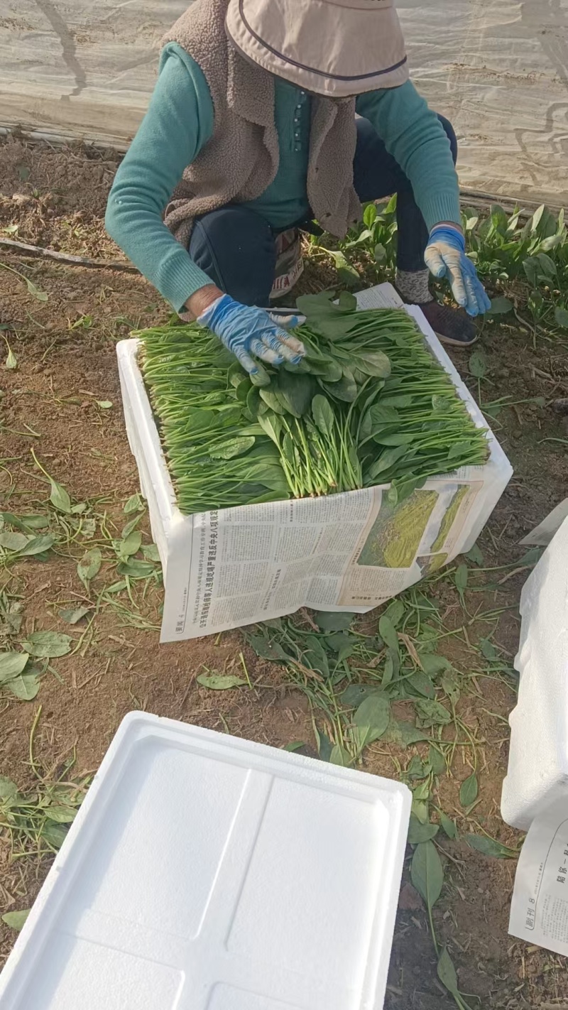 精品菠菜