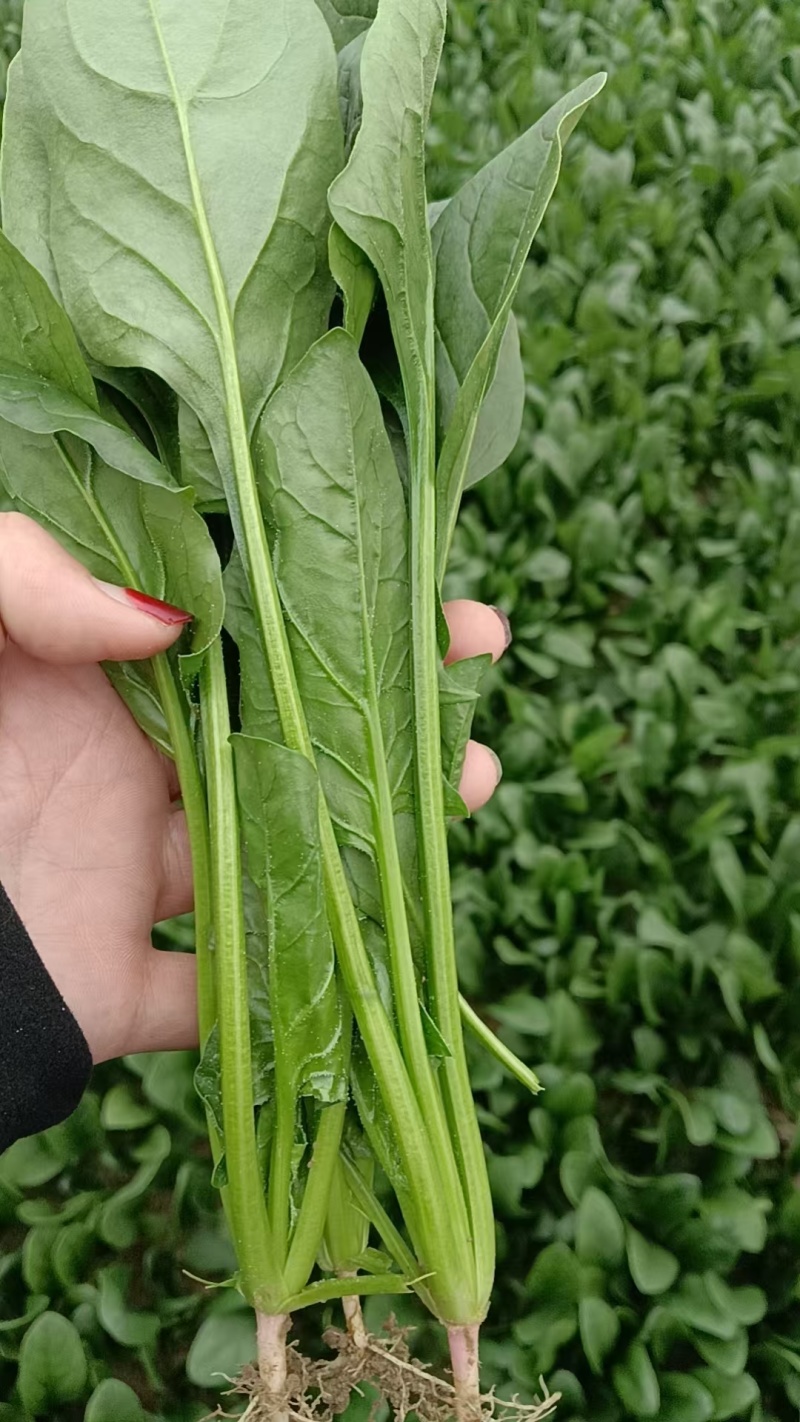 精品菠菜