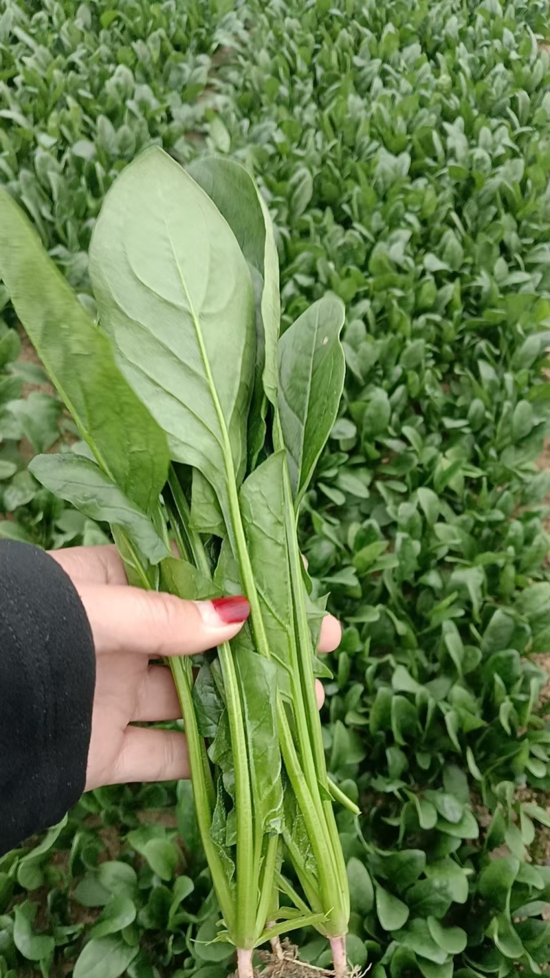 精品菠菜