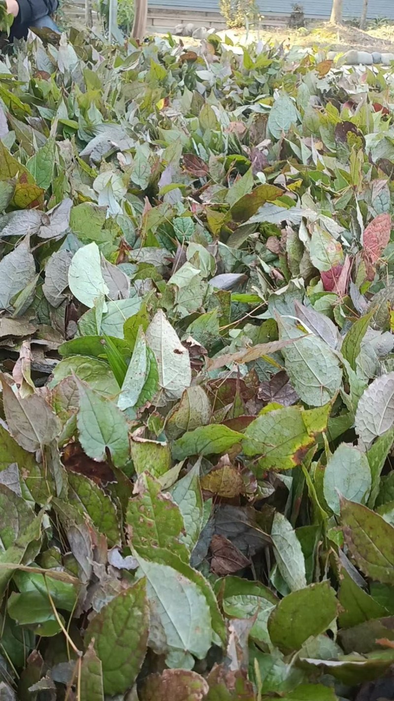 淫羊藿苗剑叶柔毛