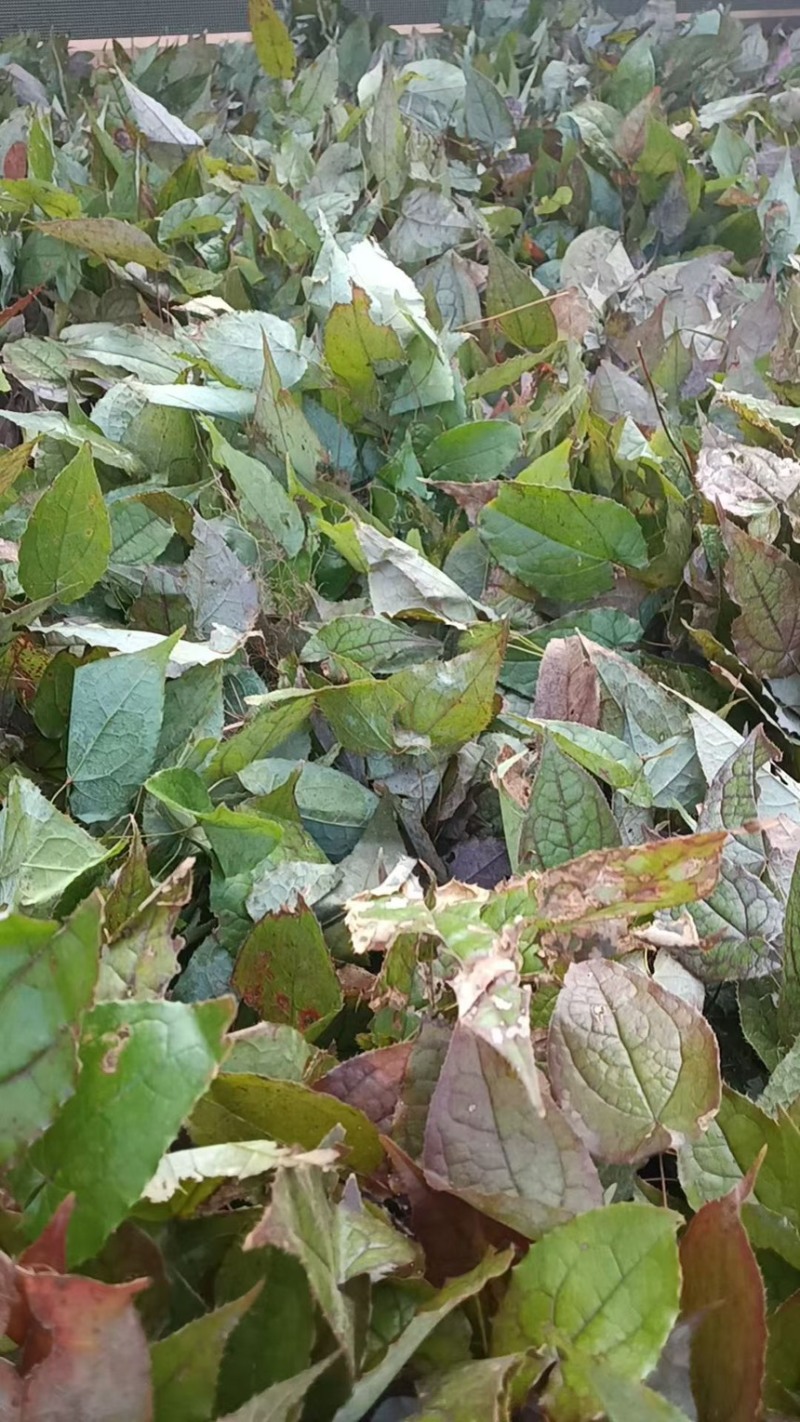 淫羊藿苗剑叶柔毛
