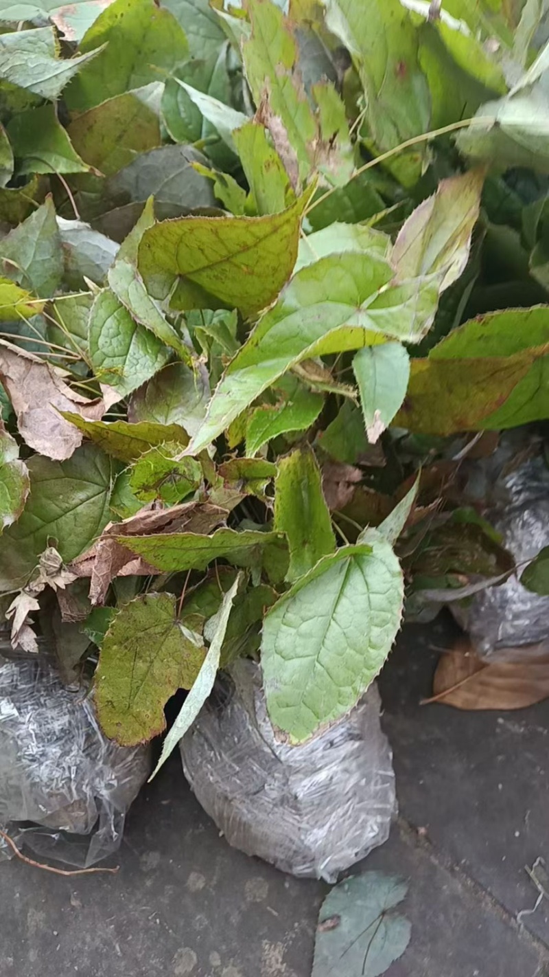 淫羊藿苗剑叶柔毛