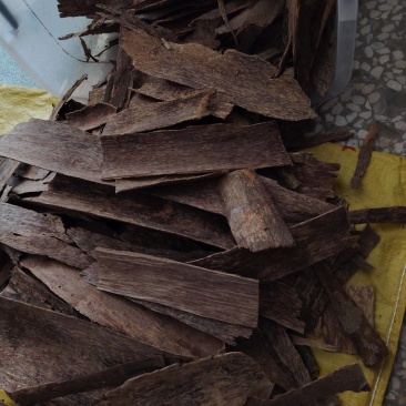 沉香树皮油