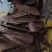 沉香树皮油