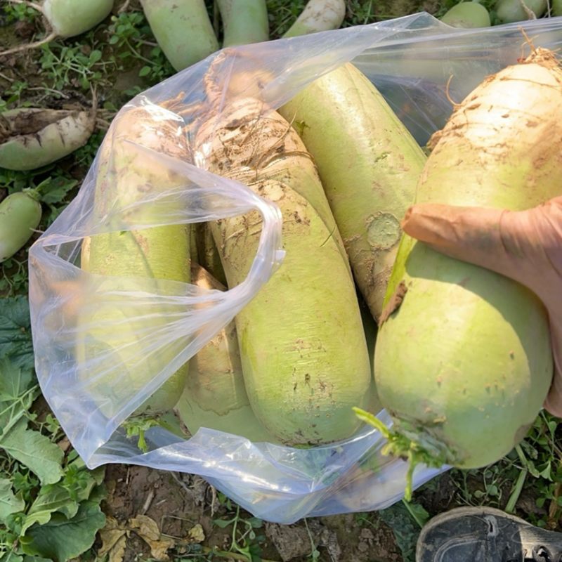 种植基地大青萝卜现货现发，每斤0.55元，欢迎联系
