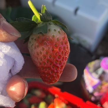 云南会泽待补蒙特瑞草莓各种规格齐全价格实惠欢迎联系