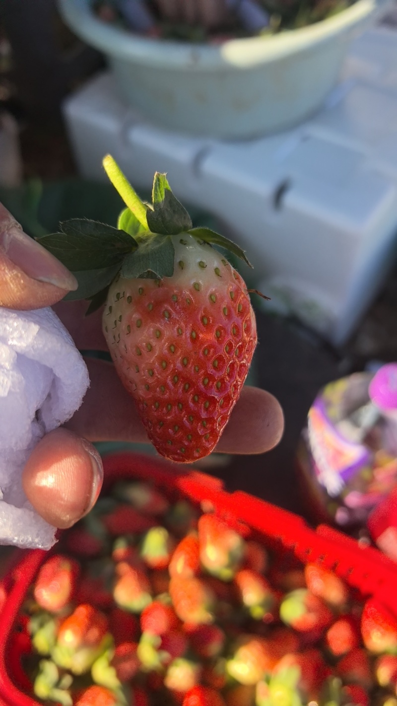 云南会泽待补蒙特瑞草莓各种规格齐全价格实惠欢迎联系