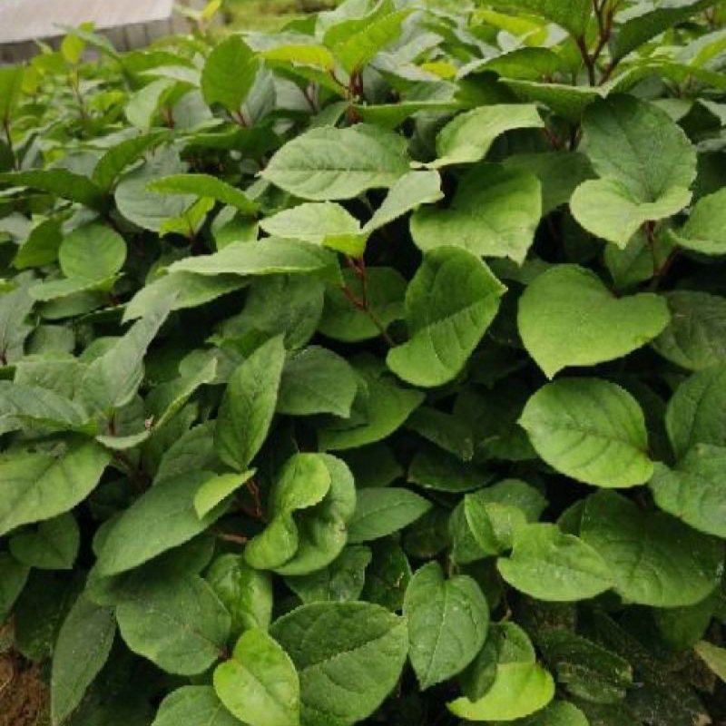 虎杖药材虎杖苗