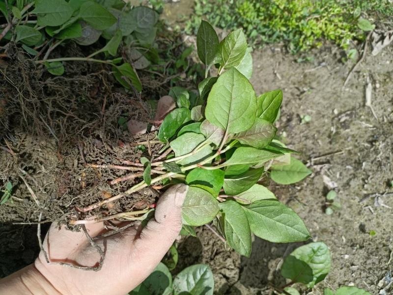 虎杖药材虎杖苗