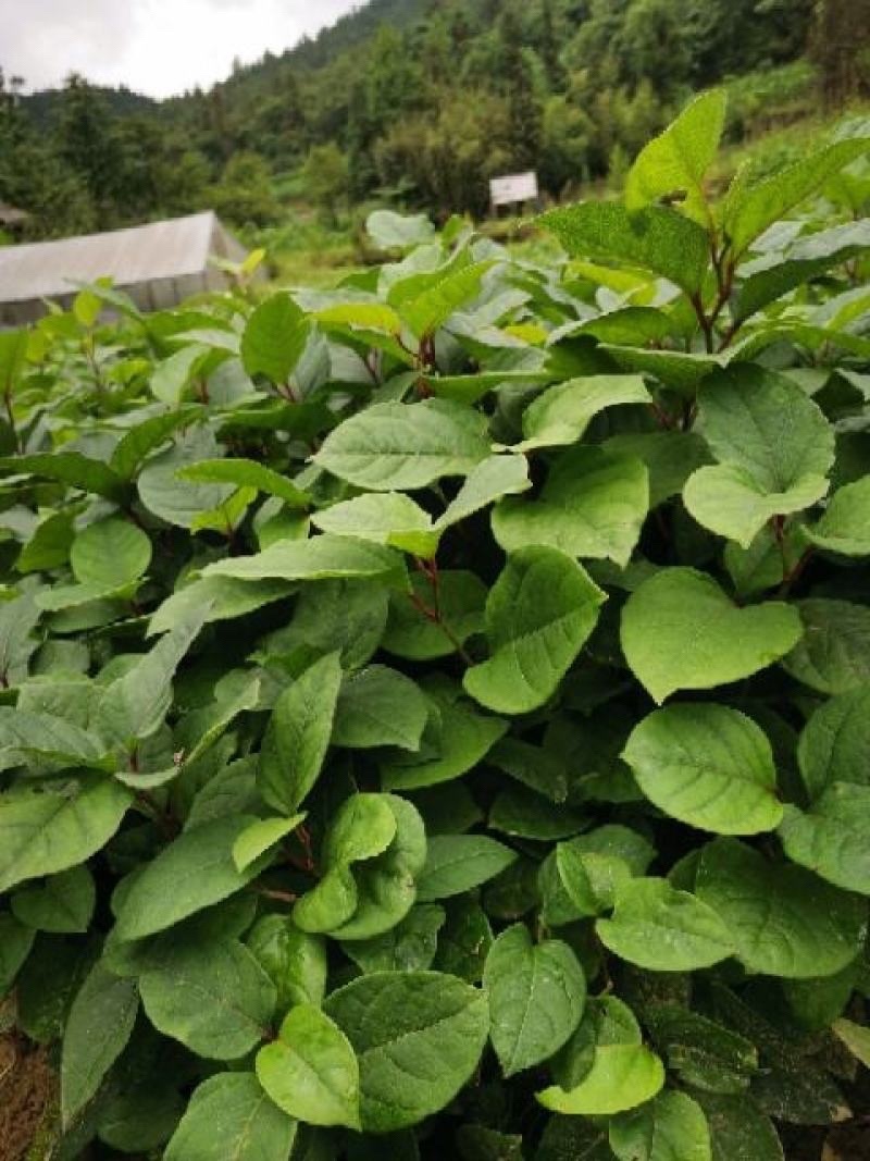 虎杖药材虎杖苗
