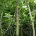 虎杖药材虎杖苗