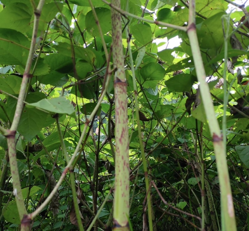 虎杖药材虎杖苗