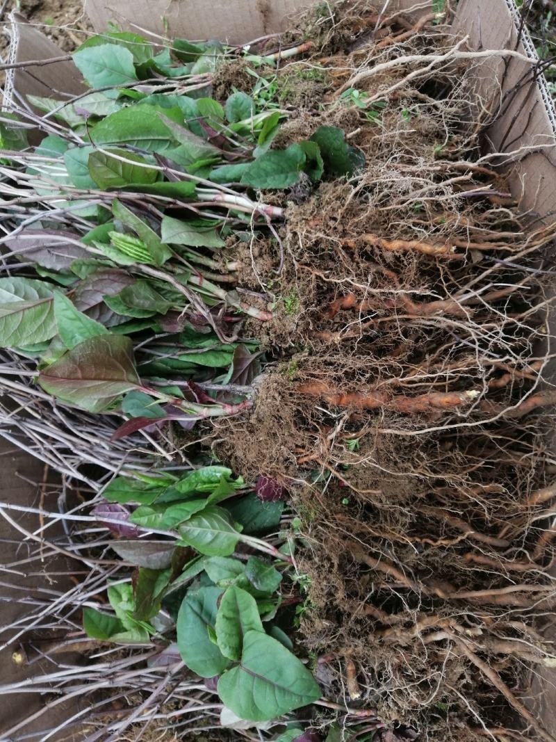 虎杖药材虎杖苗