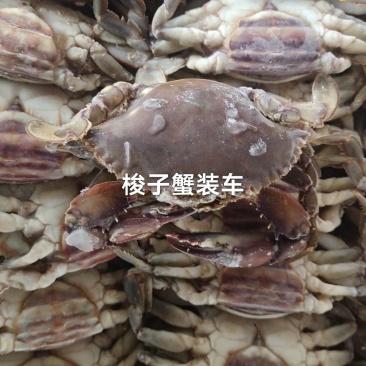 梭子蟹