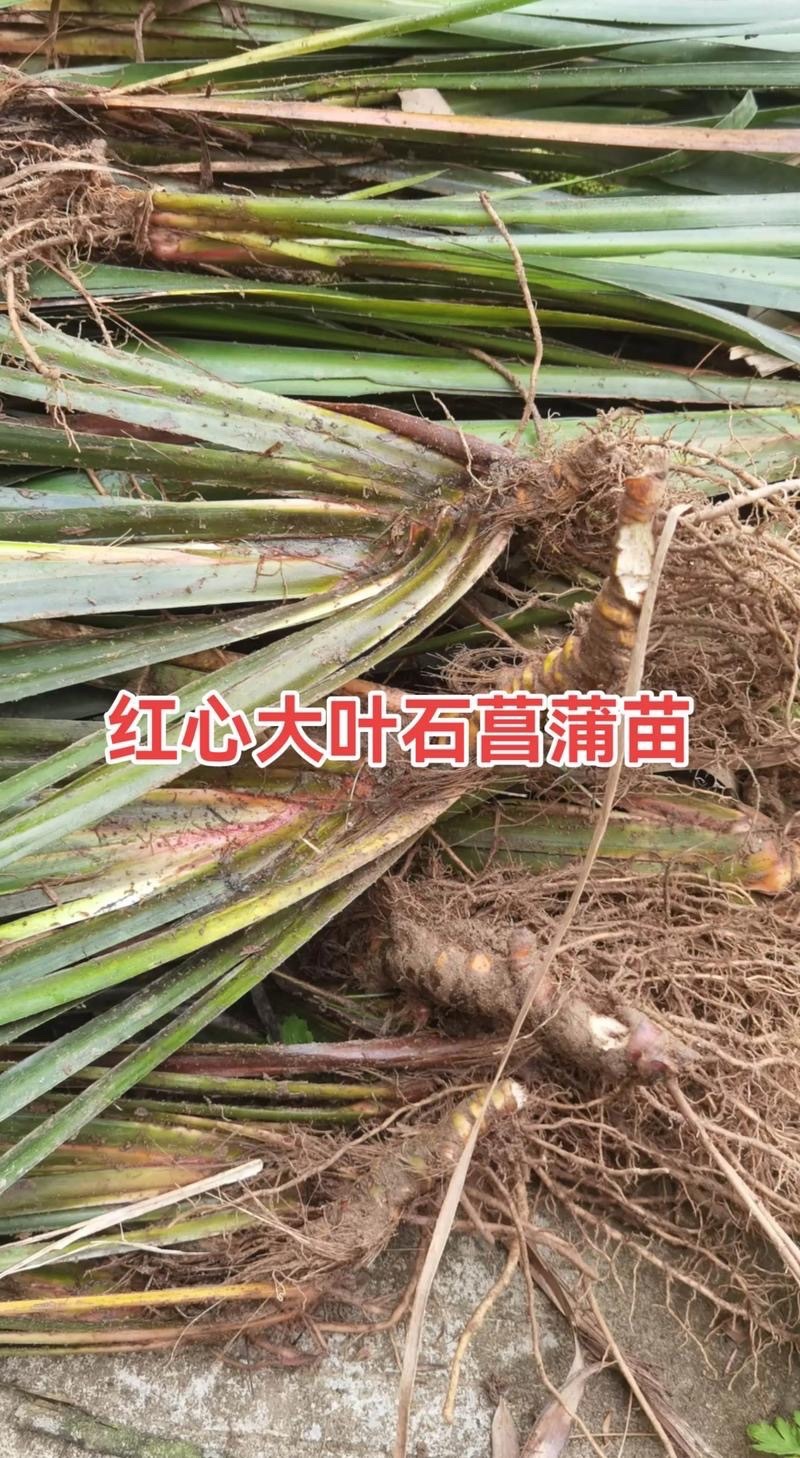 石菖蒲红心大叶