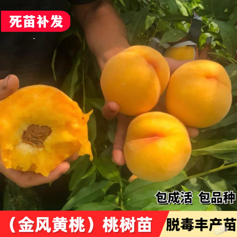 果园直发桃树苗新品种黄金凤黄金冠桃苗保真品包成活率