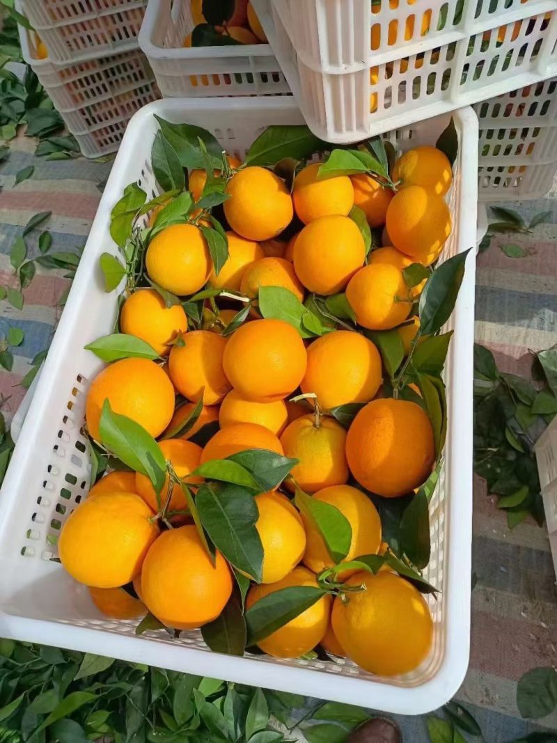 江西赣南脐橙，安远县批发地