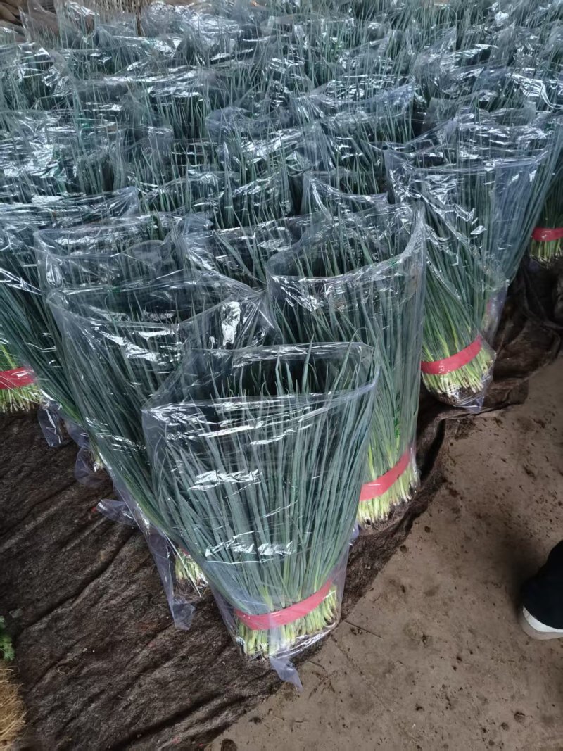 河北钢葱香葱净菜加工商超配货品种多货源稳定代收