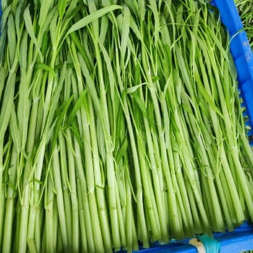 白梗柳叶空心菜