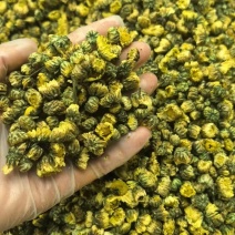胎菊正宗胎菊王新货无硫真正的桐乡胎菊诚信经营批发